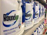 Santa Margalida verwendet umstrittenes „Monsanto Roundup“