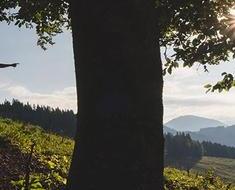 wallpaper-1689754