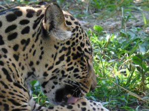 Auch Jaguare leben im Manu-Nationalpark