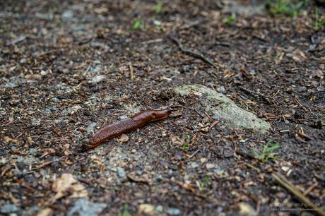 Schloss Heiligenberg