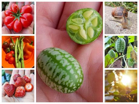 Was war los bei MissXoxolat – Sommer 2018