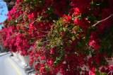 Bougainvillea in Santa Ponsa