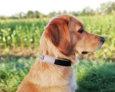 Von familienübergreifenden Seuchen {Wochenende in Bildern}