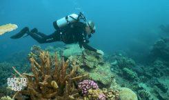 “Race to Save the Reef” – Dokumentation von CNN – jetzt hier anschauen!