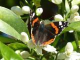 Orangenblüten mit Schmetterling Cala Ratjada