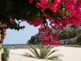 Bougainvillea an der Cala Millor