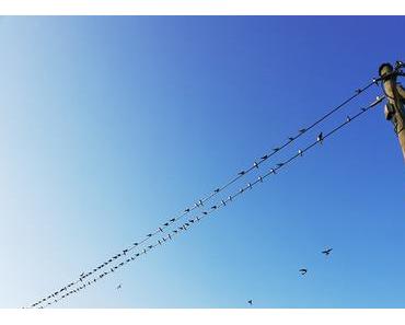 Fünf Fragen am Fünften (random facts #9)