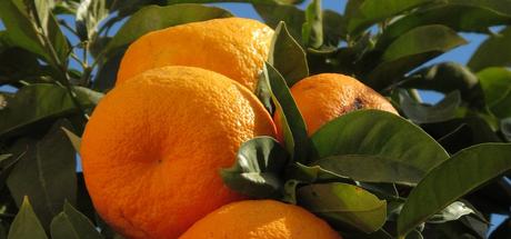 Orangenbaum in Soller