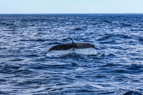 Japan in der Kritik: Der Versuch das Walfangverbot zu ändern