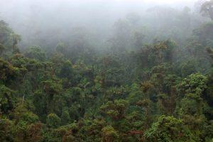 Der Nebelwald (© Autoridad de Turismo de Panamá (ATP))