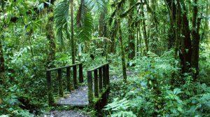 La Amistad Nationalpark – Nebelwald zwischen Panama und Costa Rica