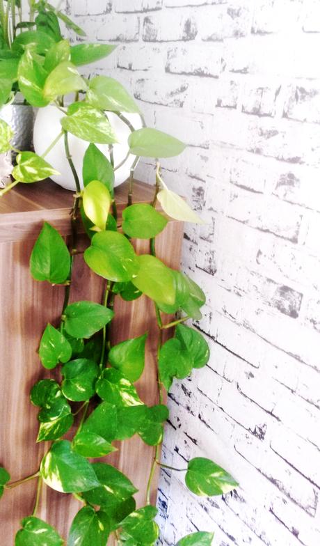 [Minimalistischer leben] – Von pflegeleichten Zimmerpflanzen, für die man keinen grünen Daumen benötigt.