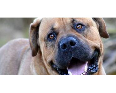 Son Reus: 150 Hunde und Katzen brauchen Adoption