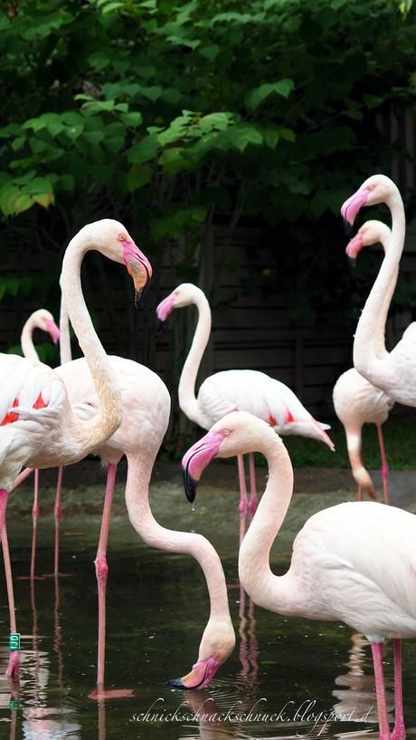 Flamingos auf Öland
