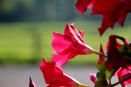 Foto: Rote Dipladenia in Blüte