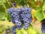 Balearen-Bewohner trinken mehr als 19 Liter Wein