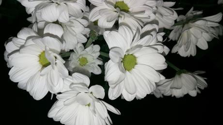 Foto: Weiße Chrysanthemen zum Wochenende