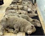Bauer lässt Schafe verdursten