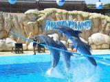 Marineland vermisst seinen Cheftrainer