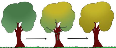 Im Herbst wird der grüne Blattfarbstoff von den Blättern in die Äste und Stämme eines Baumes transportiert.