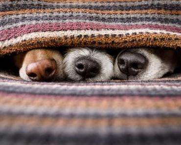 Mein Leben als Hund - Teil 2