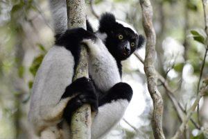 Abenteuerreise nach Madagaskar