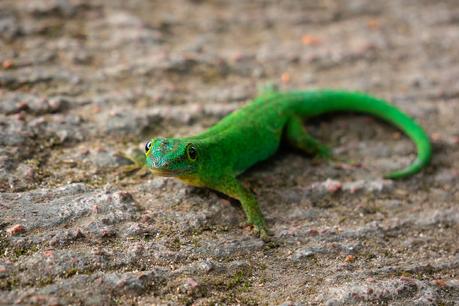 Dieser kleine grüne Gecko überraschte uns am EIngang