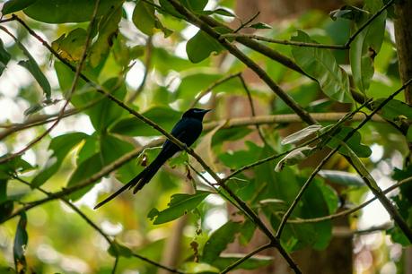 Die männlichen Paradiesschnäpper erkennst du an den blau-schimmernden Federn und dem langen Schwanz