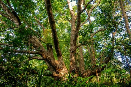 Ein großer Takamaka-Baum im Dschungel von La Digue