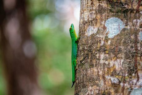 Ein grüner Taggecko am Baum im Veuve Reservat