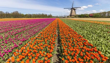 Urlaub in Holland am Meer Tulpenblüte Südholland