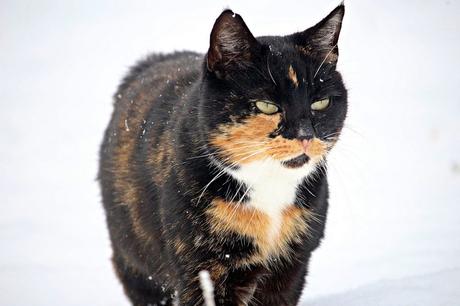 Katzen im Winter – 6 Fragen für dich beantwortet