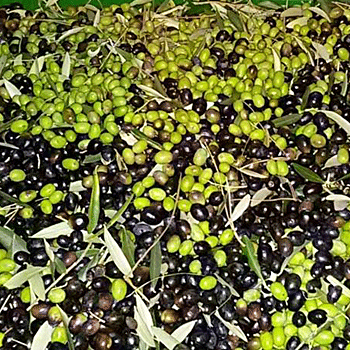 Herbstzeit – Erntezeit für Oliven am wunderschönen Comer See