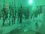 434 Marihuanapflanzen in Algaida beschlagnahmt