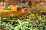 Marihuana-Plantage ausgehoben
