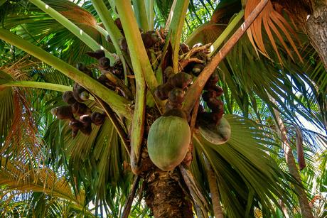 Die Reifung der Coco de Mer-Früchte kann bis zu 7 Jahre dauern