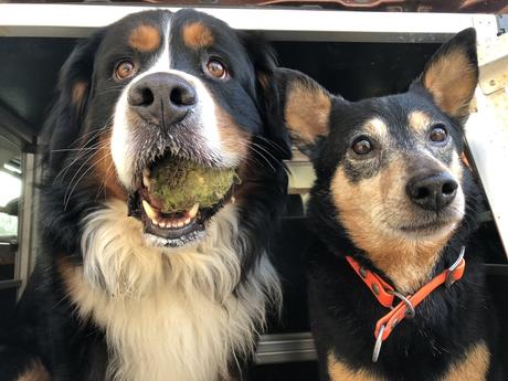 Die Hundenomaden – von einem Rudel, das auszieht, Europa zu erkunden