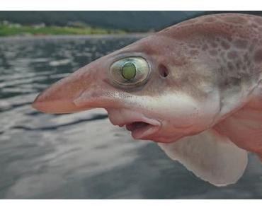 Russischer Fischer teilt Fotos von abgefahrenen Unterwassermonster