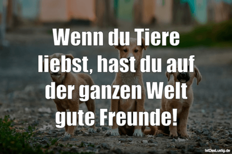 Lustiger BilderSpruch - Wenn du Tiere liebst, hast du auf der ganzen...
