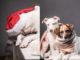 [Anzeige] Weihnachten für Hunde mit Zookauf-Shop