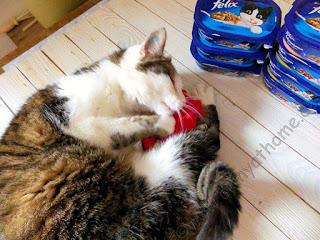 Püpschen liebt Felix Sossenschmaus und darf es dennoch nicht fressen #Katzen #Futter #Purina