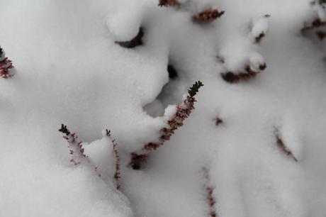 Foto: Verschneites Heidekraut