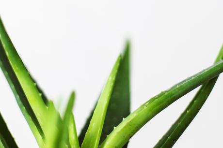 Aloe Vera als Hautpflege – Wunderpflanze oder einfach nur Wasser?