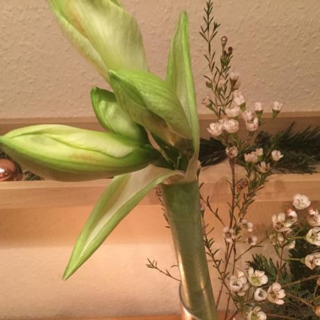 Saturday-Flowerday – oder – Amaryllis und Engelsflügel