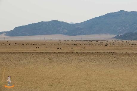 Die Wüstenpferde von Namibia – ein Wunder der Natur