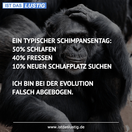 Lustiger BilderSpruch - EIN TYPISCHER SCHIMPANSENTAG: 50% SCHLAFEN 40%...