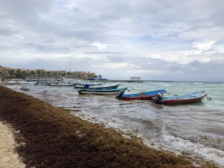 Das Braunalgen-Problem in Mexiko entlag der Küste Playa Maya