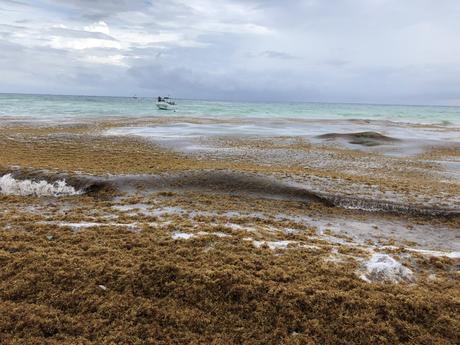 Das Braunalgen-Problem in Mexiko entlag der Küste Playa Maya