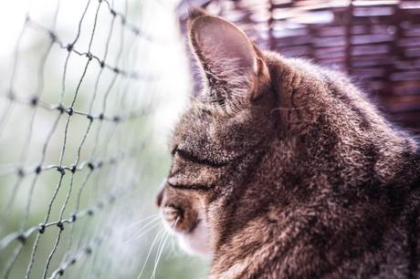 Katzenschutznetz Balkon