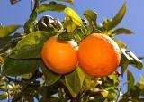 Bauern in Sóller pflanzen neue Orangenbäume